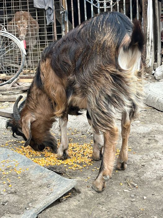 Vând ied , vârstă 1 an , 750 lei negociabil