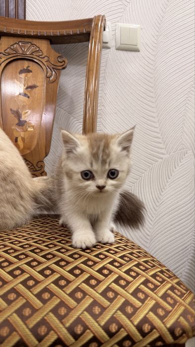 Продаются породитстые котята 2х месячные