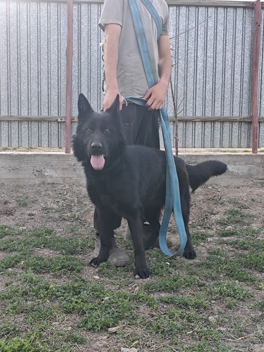 Салам алейкум Продается Немецкий овчарка