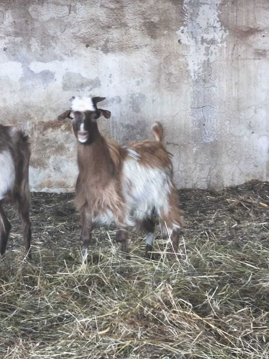 Iezi de lapte de vânzare