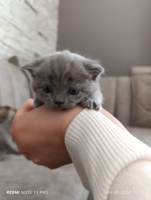 Милые котята готовы дарить тепло!!!