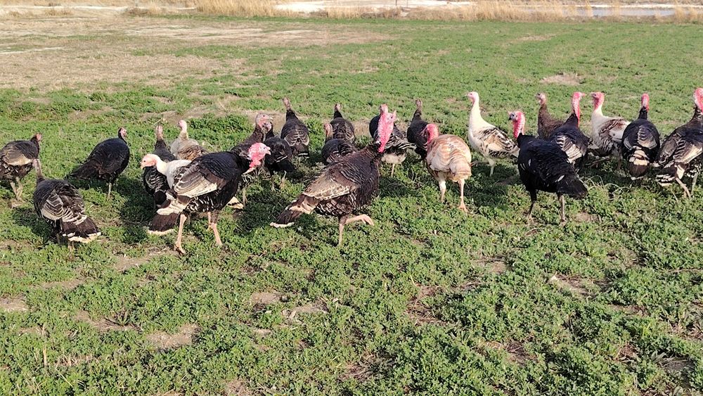 Курка бор сотилайкон