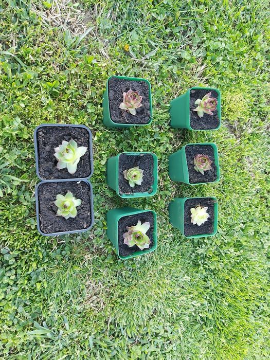 Plante suculente pentru Marturii