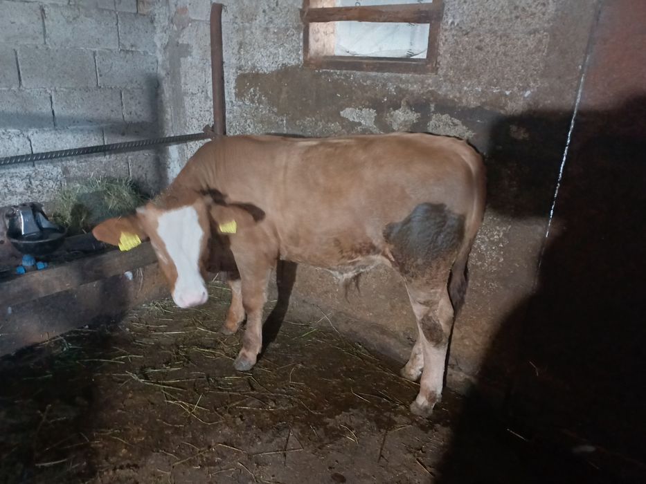 Vând vițel rasa simmental