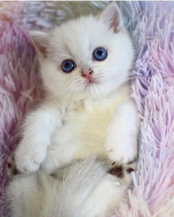 Продаются шикарные малыши. Девочка и малчик. Серебристая шиншилла ns12