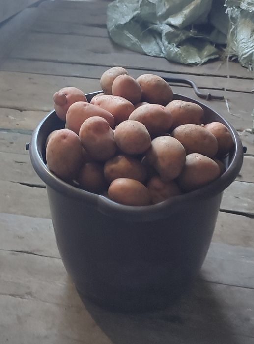 Продам дачный картофель