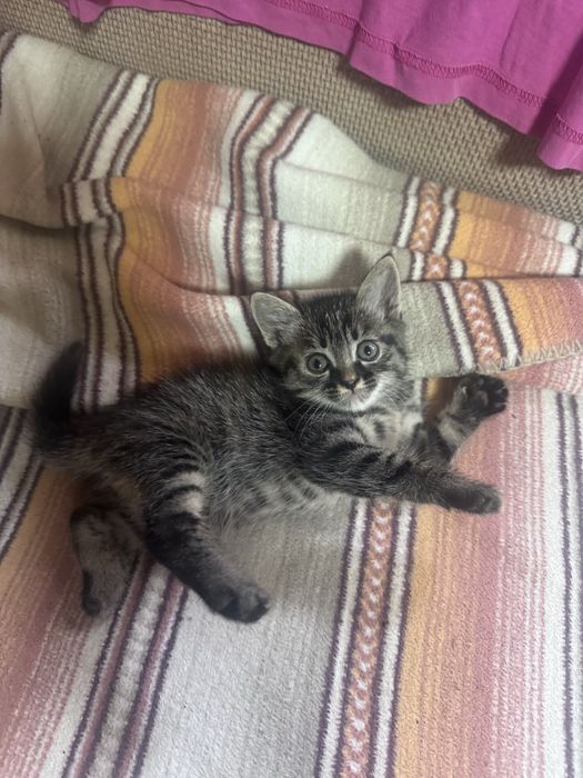 Котята, мальчик девочка