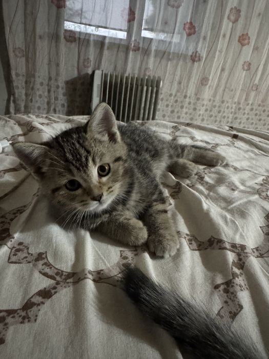 Плюшевые котята ищут дом