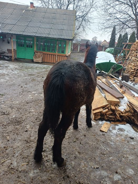 Vand manza de 6 luni