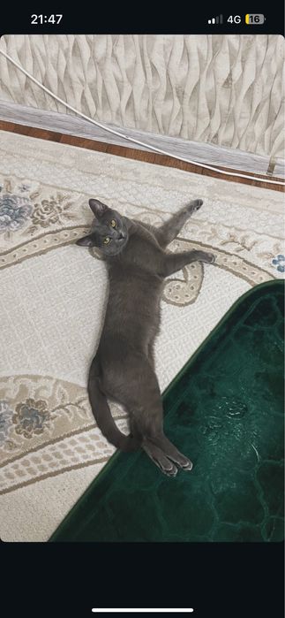 Отдам в хорошие руки