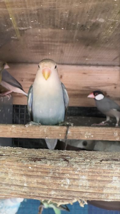 Agapornis roseicollis mascul vand sau schimb cu femela