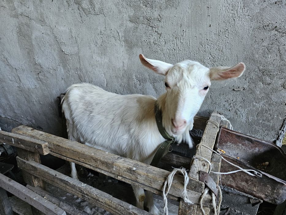Продам козленка от высокоудойной козы.