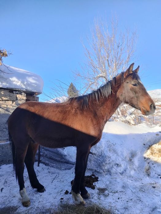 Донен шыгар таза кан