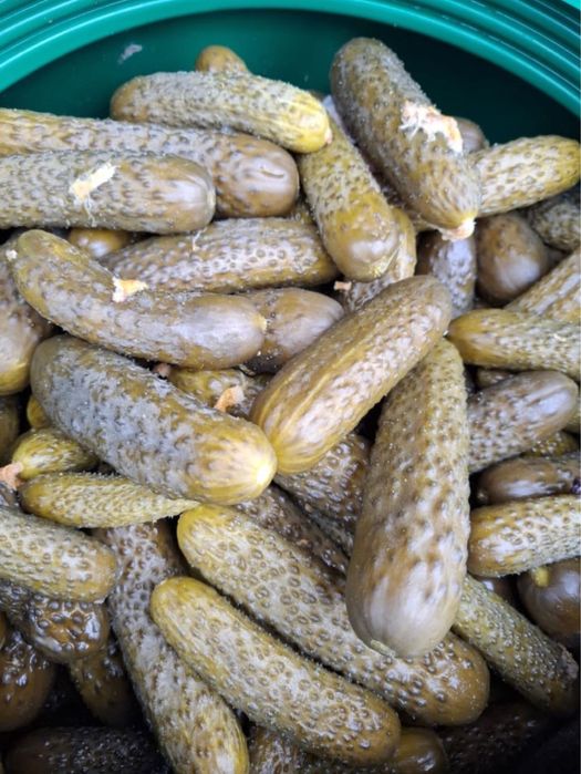 vand castraveti murati in saramura