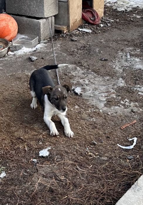 Животное домашнее