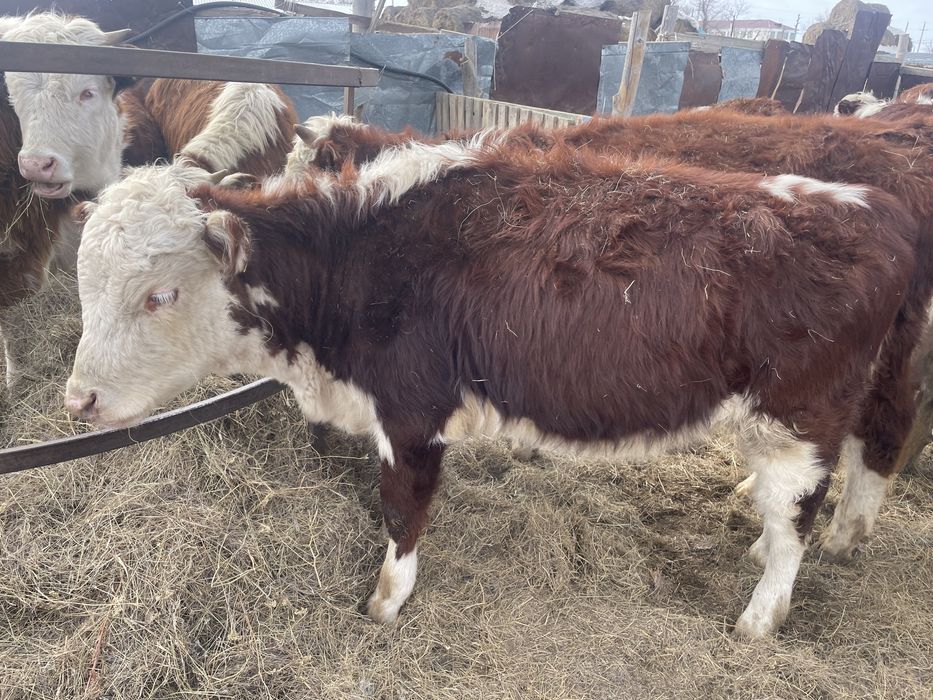 Ұрғашы баспақттар сатылады