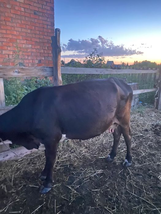 Продам Корову торг есть