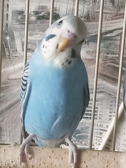 Волнистый попугай.