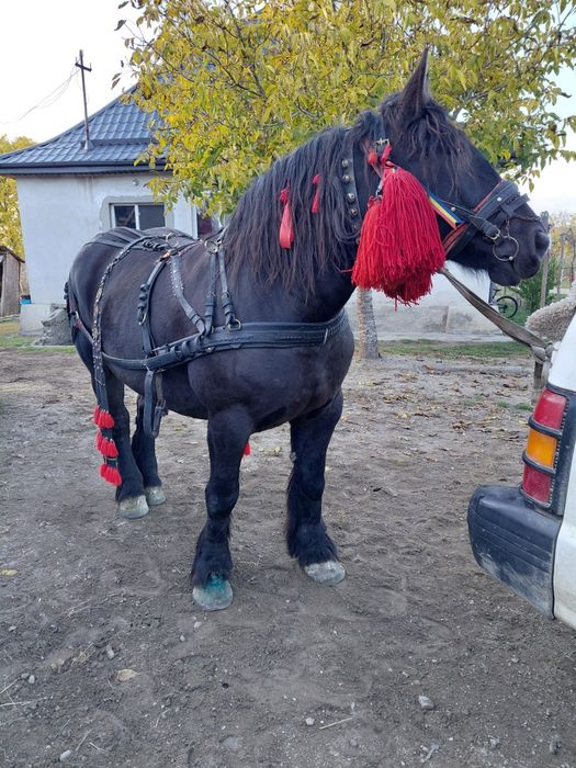 Vand manza de 4 ani