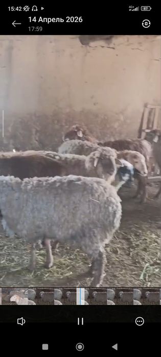 бордакы койлар сатылады