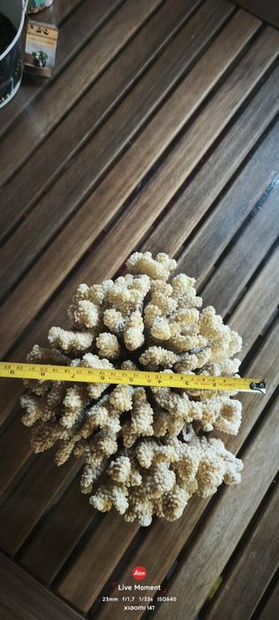Коралл для аквариума или декора