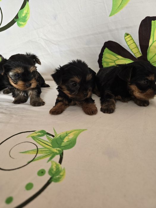 Мини йоркширски териер