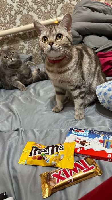 Кошка 2,2 года ловит мышей