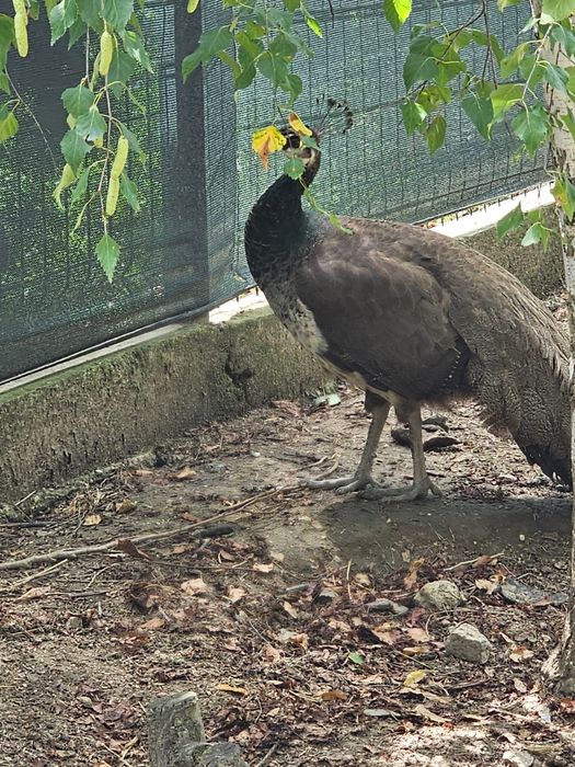 Vand o familie pauni