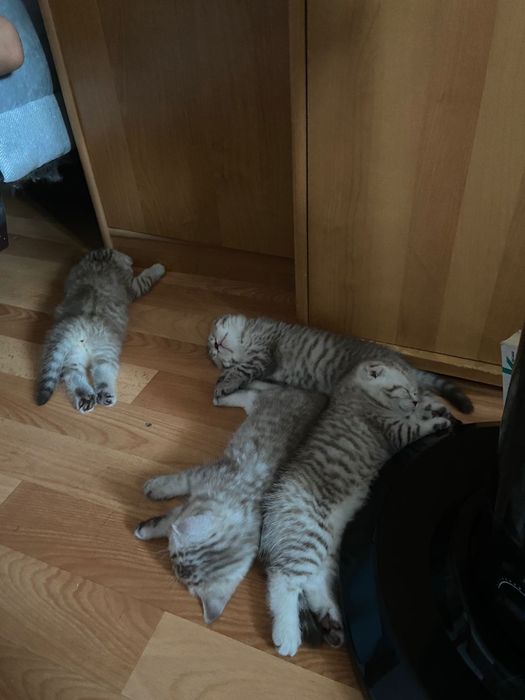 Вислоухий шотландский кот. Вязка