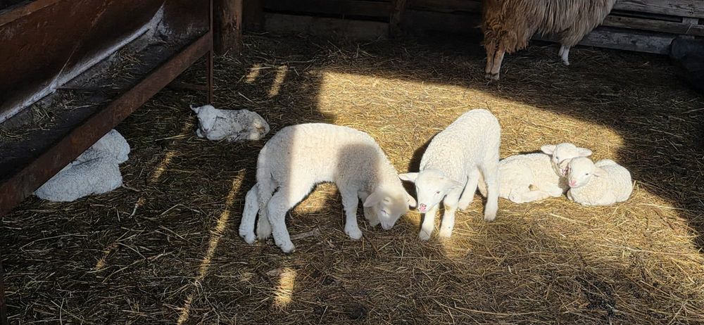 Miei din doi de vânzare