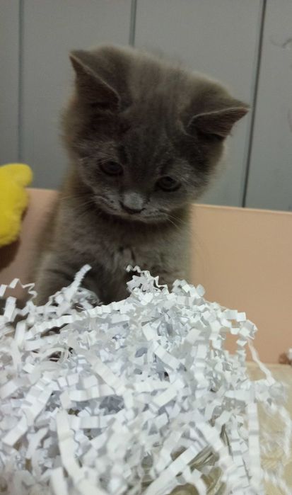 Британска късокосместа