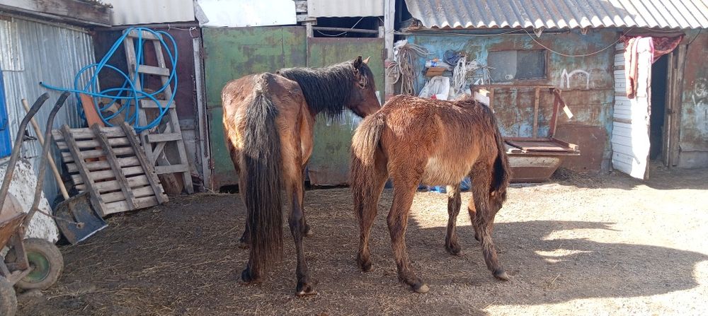 Буаз бие сатамын