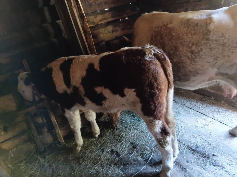 Vind vitel de 5 luni