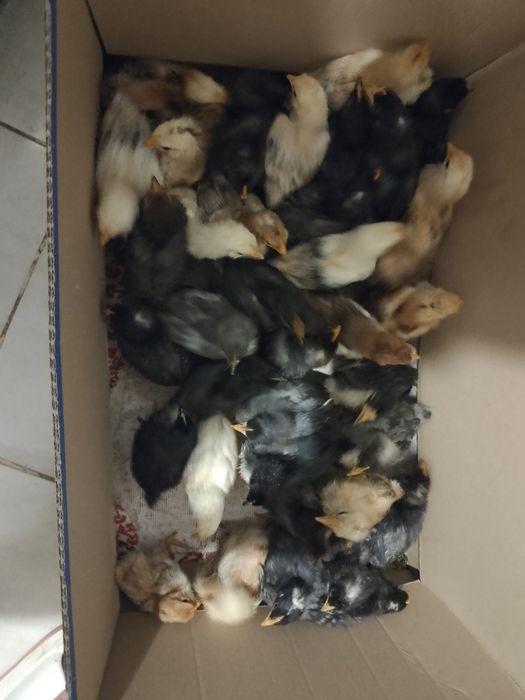 Pui de vanzare rasa mixta