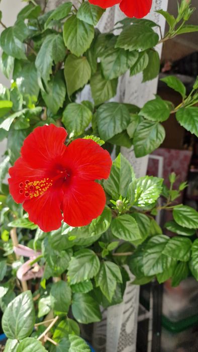 Продам  гибискус