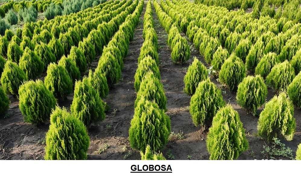 Plante ornamentale si de gard viu,orientalis, columnaris,biota,globosa