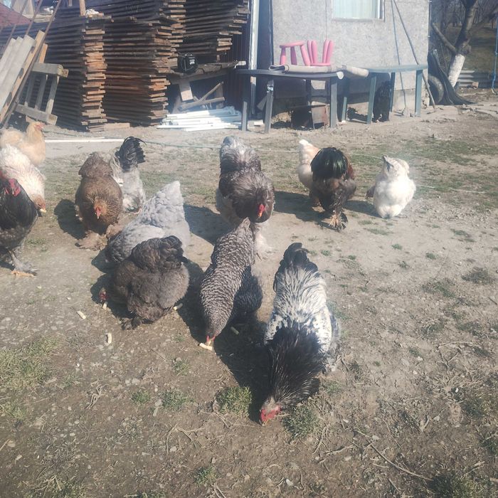 Oua de la găini brahma.