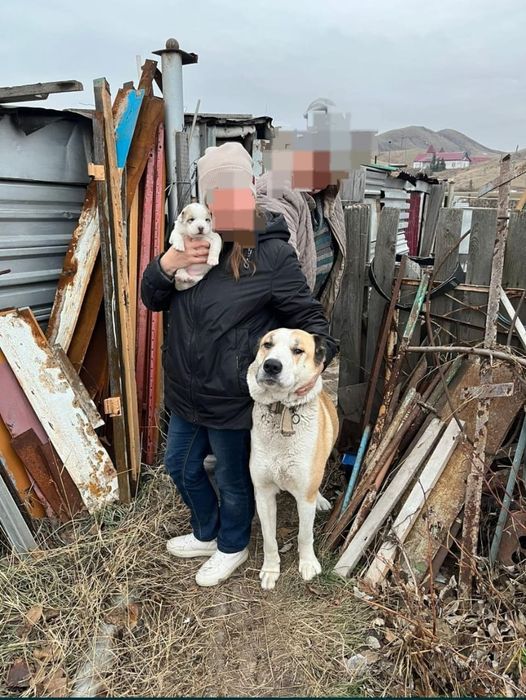 Продам щенков Алабая