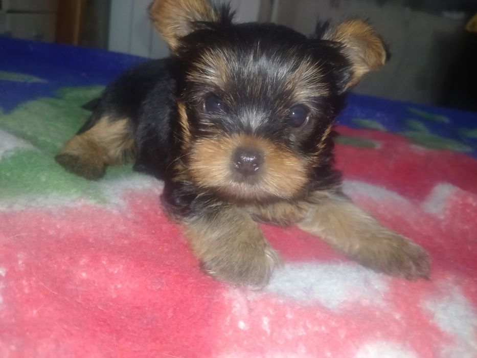 Йоркширский терьер