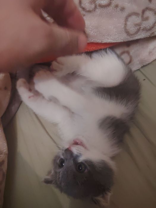 Skottish fold sotiladi