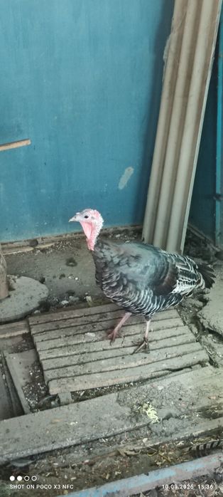 Индюшка наседка живой инкубатор