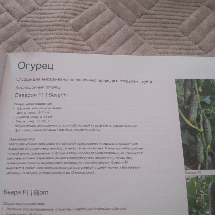 Продам рассаду огурцов (корнишон)