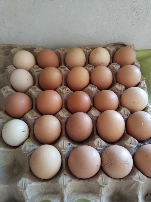 Инкубационный яица продам