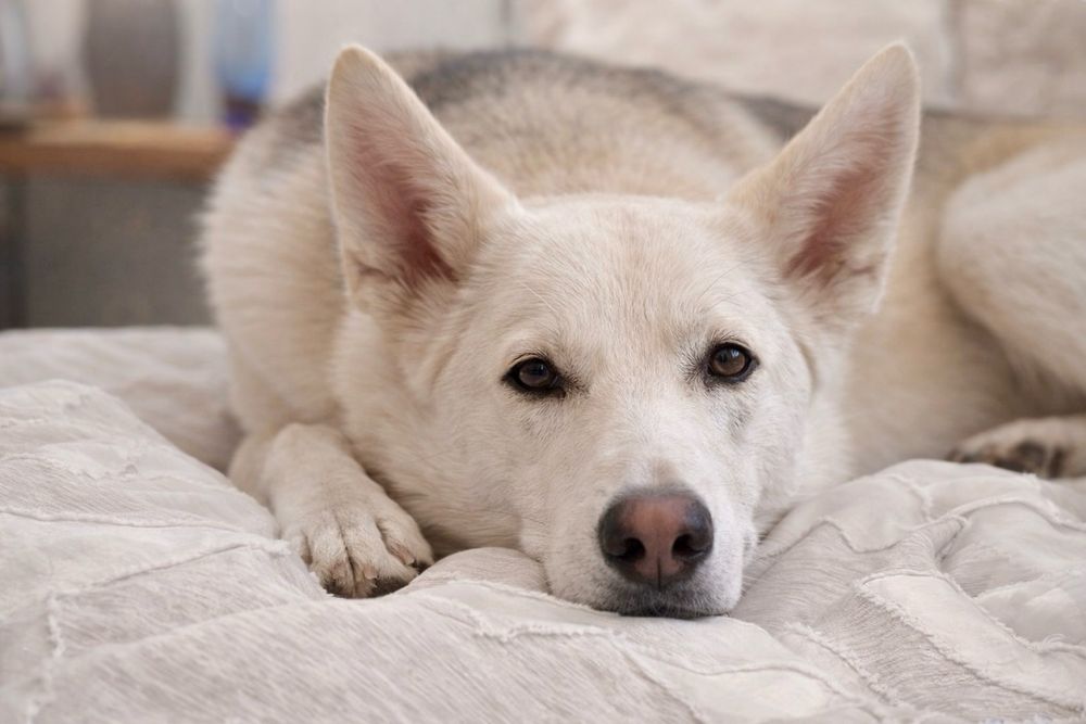 Хасандра — тёплая и нежная собака в добрые руки