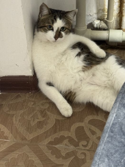 отдаю в добрые руки