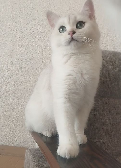 Сотилади Британский Шиншилла Чистокровный УГЛ БОЛА