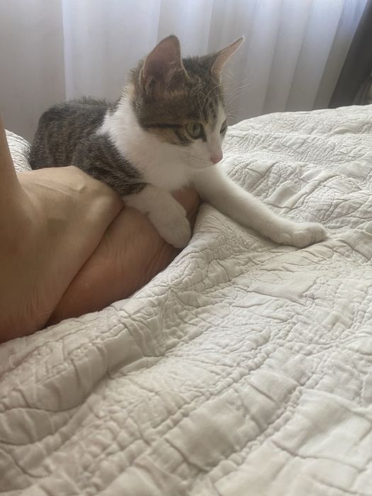 Котенок девочка, около 3 мес