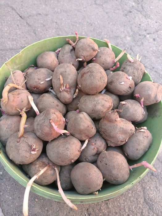 Продам семянной картофель