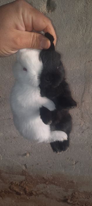 Көжектер бар.Туылған күнге