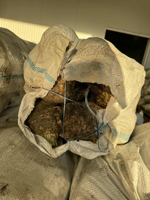 Țelina - vânzare Angro